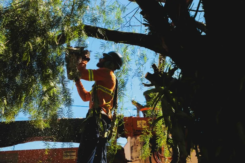 A Secretaria Municipal de Meio Ambiente de Cascavel abriu credenciamento para empresas executarem podas e remoções de árvores de forma particular. Foto: Divulgação/Assessoria