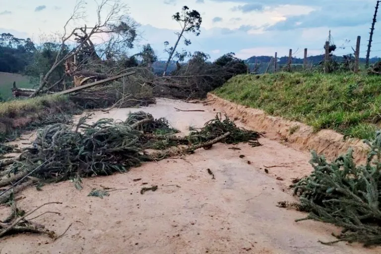 Árvores derrubadas por eventos climáticos poderão ser aproveitadas por produtores rurais no Paraná.