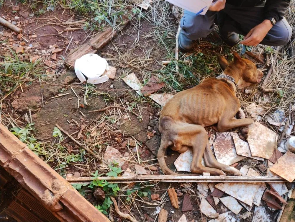 Uma das cadelas foi encontrada morta e a outra foi resgatada em estado grave pela Polícia Civil.