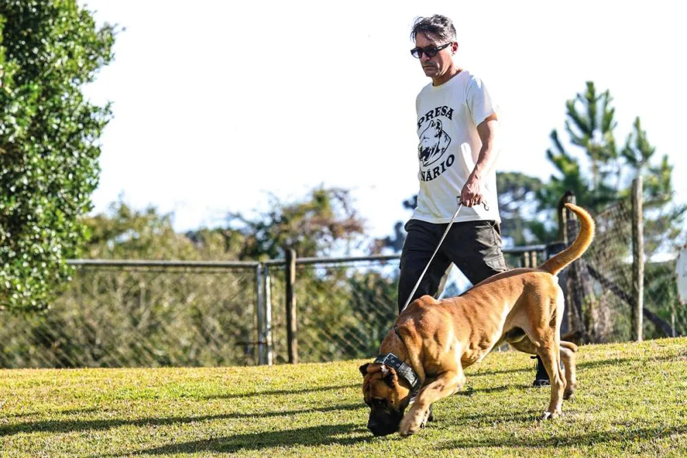 Cães podem atuar como sistema de alerta em propriedades rurais, desde que recebam manejo e treinamento adequados.