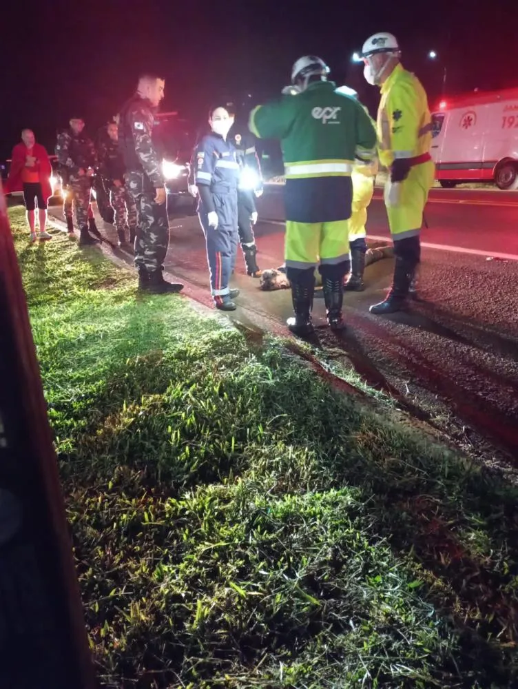 Atropelamento ocorreu no km 652 da BR-277, em Matelândia, na noite desta terça-feira. Crédito: Tarobá