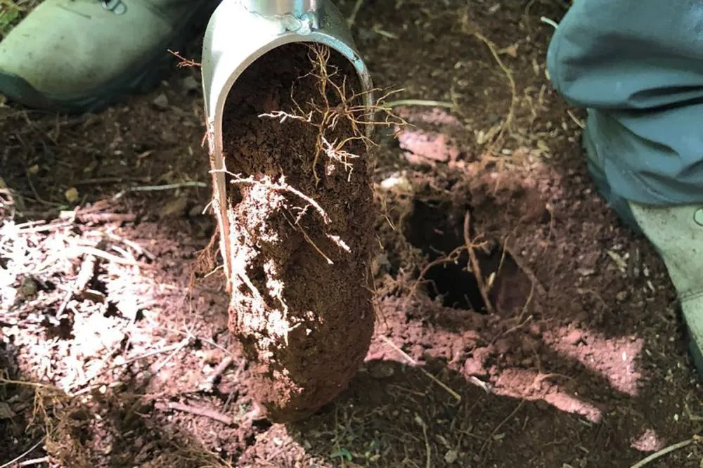 Pesquisa avalia como práticas de manejo influenciam a fertilidade dos solos em diferentes regiões do Paraná.