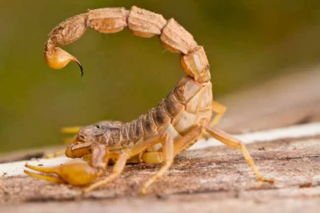 Escorpiões podem se esconder em frestas, ralos, entulhos e outros locais dentro ou próximo das casas.