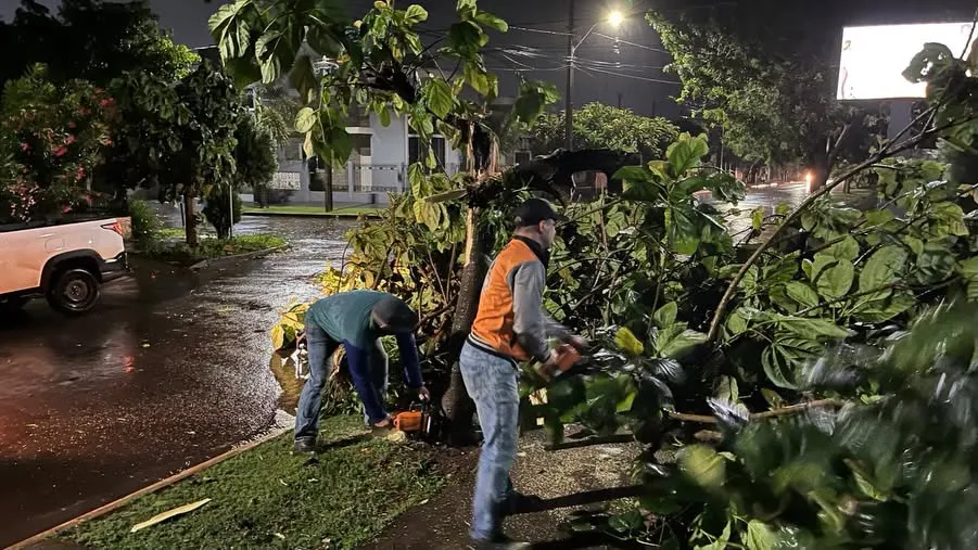 Queda de árvores provocou obstruções em vias de diferentes pontos da cidade.