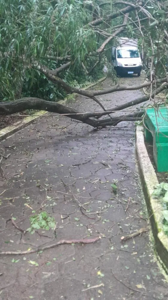 Ventos fortes provocaram a queda de galhos e árvores dentro do Zoológico de Cascavel.