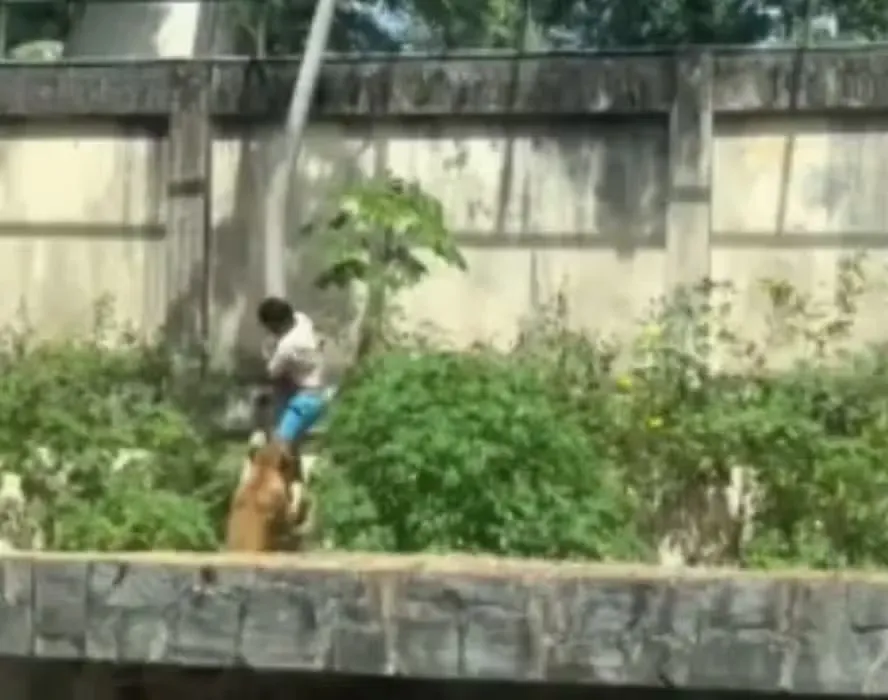 Leoa mata homem que invadiu jaula em zoológico de João Pessoa