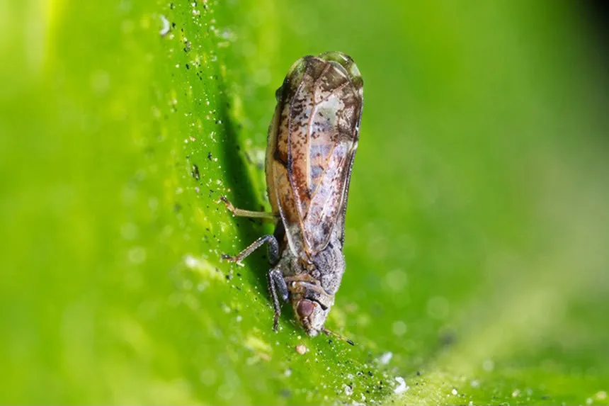 Controle do psilídeo e retirada de plantas infectadas são medidas contra o avanço do greening.