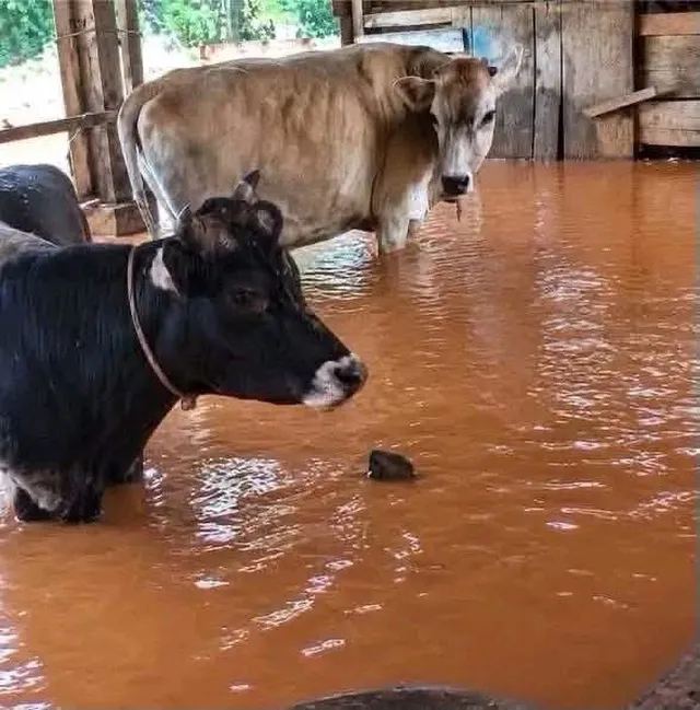 Gado permanece em curral inundado em Capanema. Foto: Reprodução/Portal24