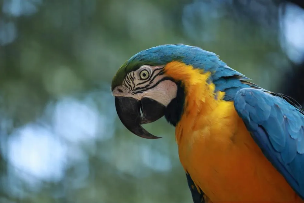 Férias com passeio garantido: Zoo de Cascavel amplia visitação e abrirá de terça a domingo