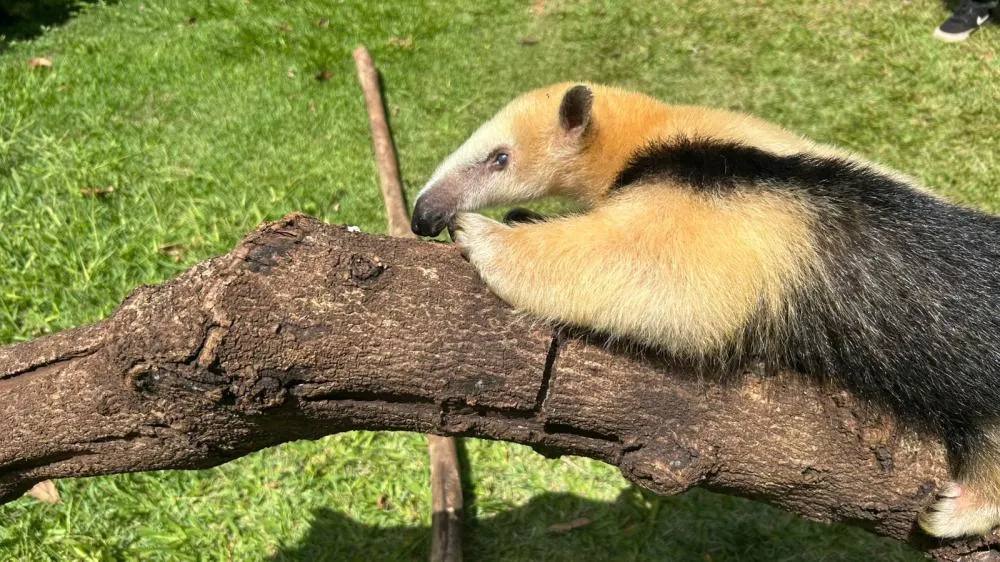 Zoo de Cascavel conta com três novos moradores