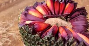 Coluna ADI - 13 de Janeiro de 2026