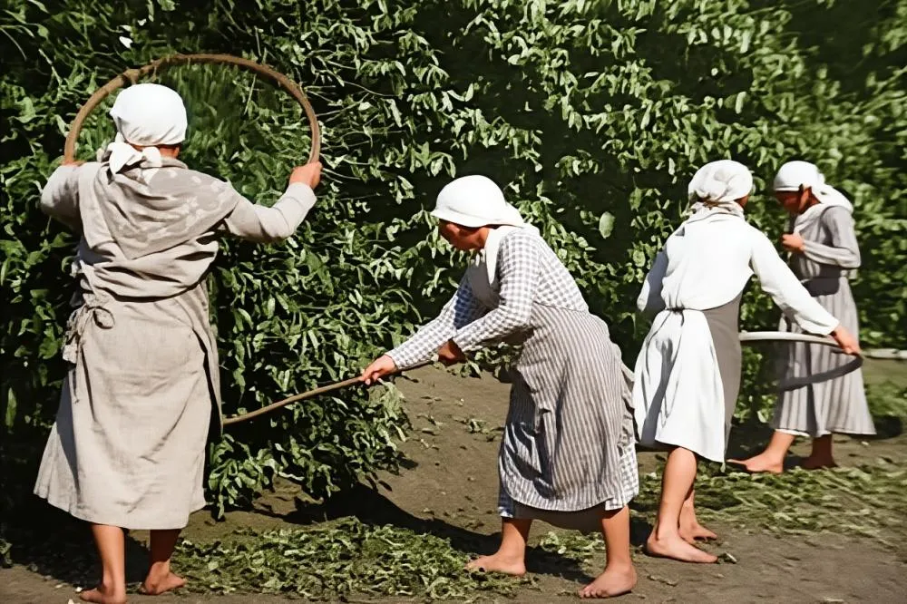 Café: uma história de tragédia e riqueza