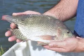 Coluna ADI - 21 de Fevereiro de 2026