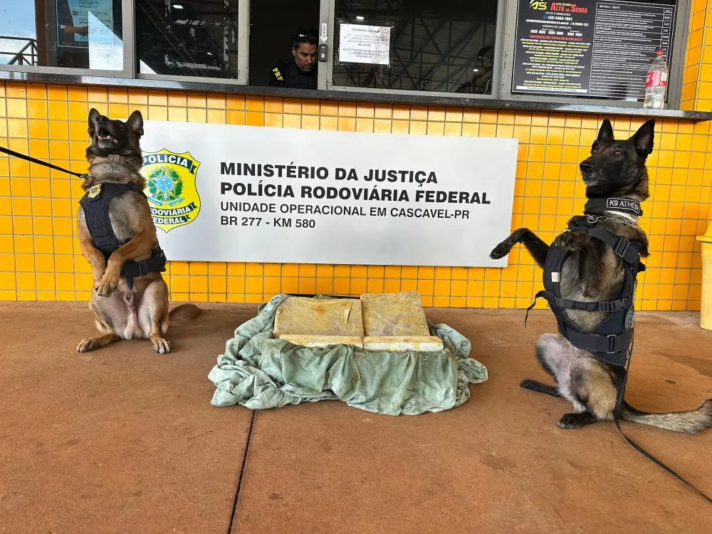 Cães farejadores da PRF localizam drogas em mala em Cascavel