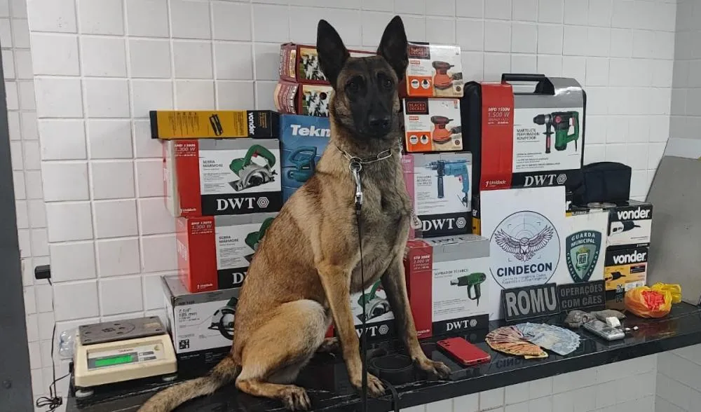  Cadela Bereta ajudou na operação conjunta da GMC Foto: Divulgação/GMC