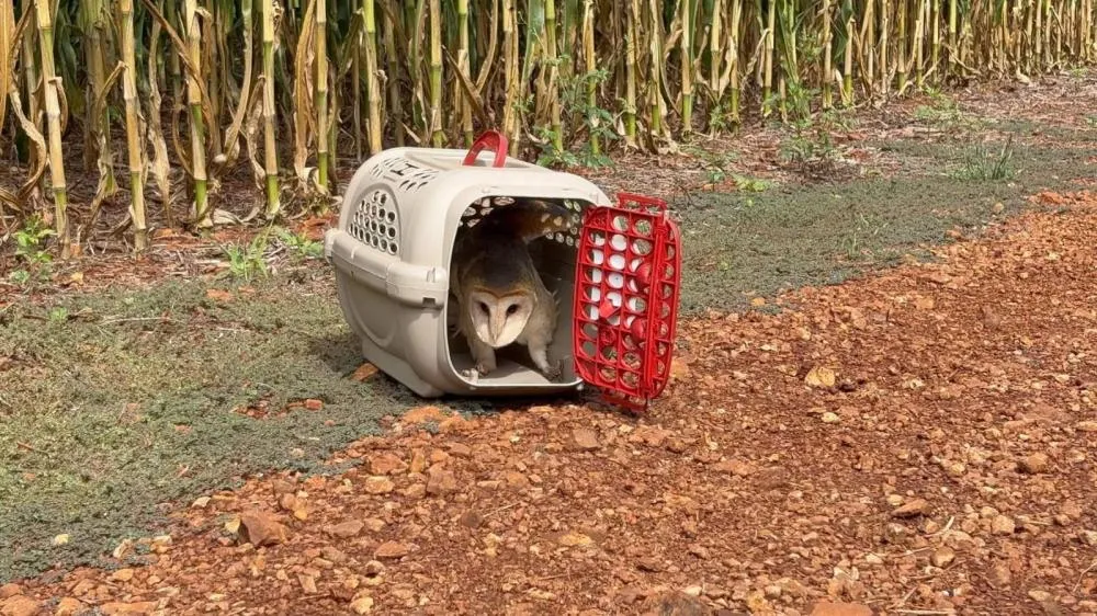 Coruja resgatada por morador de Nova Santa Rosa é reabilitada e devolvida à natureza