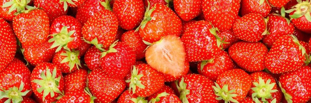 Produtores de morango atendidos pela ATeG em Campo Largo buscam certificação