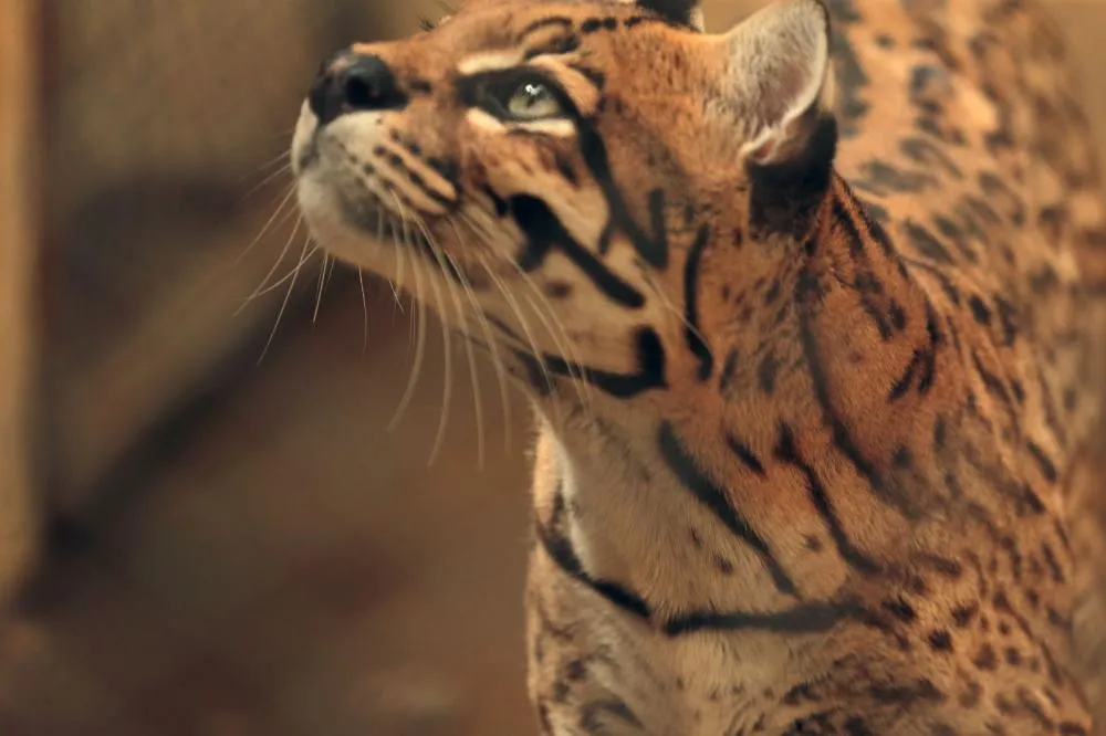Zoológico amplia visitação e abrirá parque de terça a domingo durante férias escolares