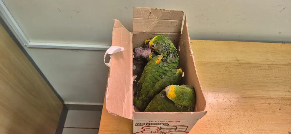 Receita Federal apreende três papagaios transportados ilegalmente na Ponte da Amizade