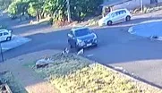 Polícia investiga atropelamento de cão em Cascavel