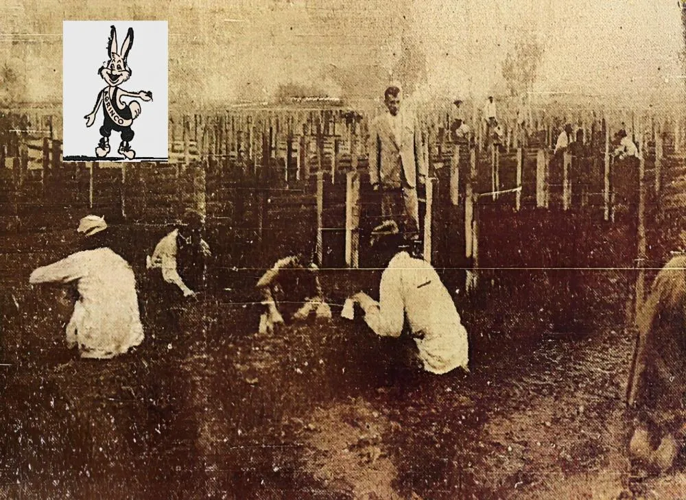 Na Avenida Brasil ainda deserta dos anos 1950, a Agrinco preparou milhares de mudas de oliveiras 