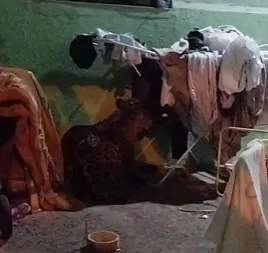 Onça-pintada é encontrada descansando em quintal de casa em Foz