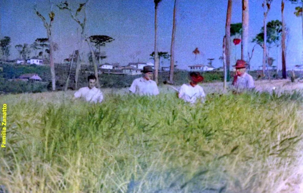 Primeira plantação de trigo em Corbélia, 1955