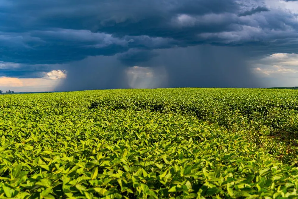 Os contratos poderão ser renegociados em até oito anos na regra geral e em até dez anos para os produtores enquadrados nos critérios de maiores perdas Foto: Divulgação 