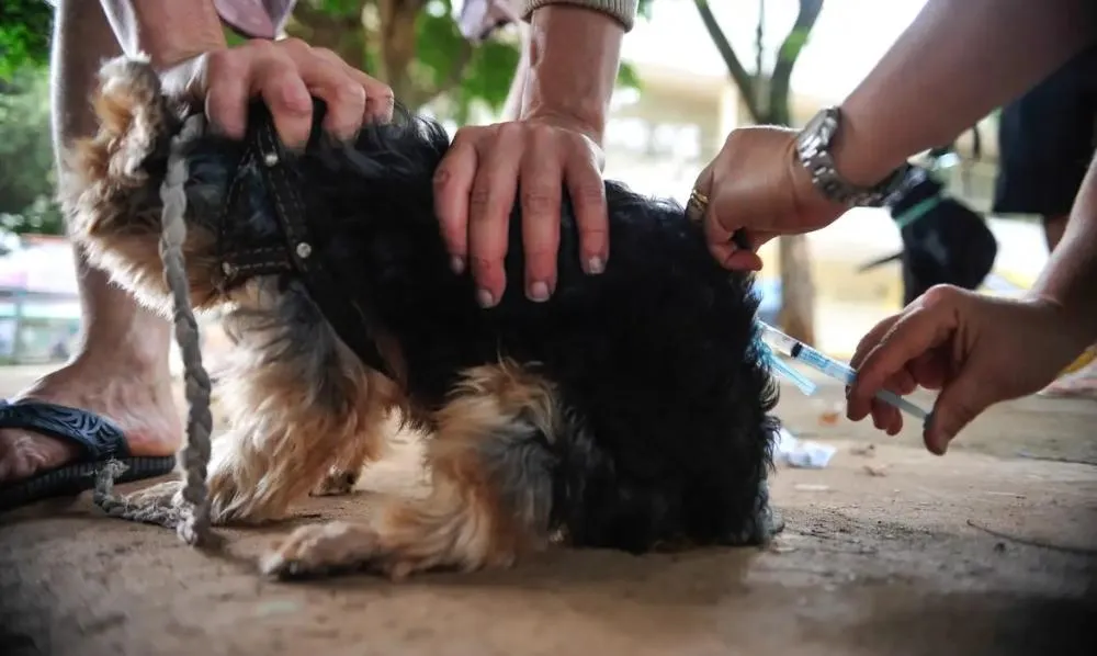 Câmara de Cascavel aprovou requerimento que pede protocolo estadual para resgate de animais em situações de risco.