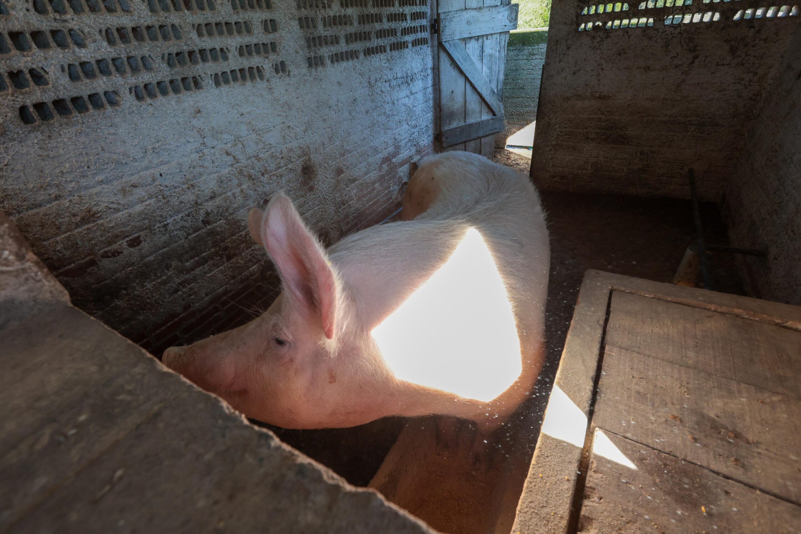 Cooperativa-escola: novo modelo de ensino agrícola transforma educação do Paraná