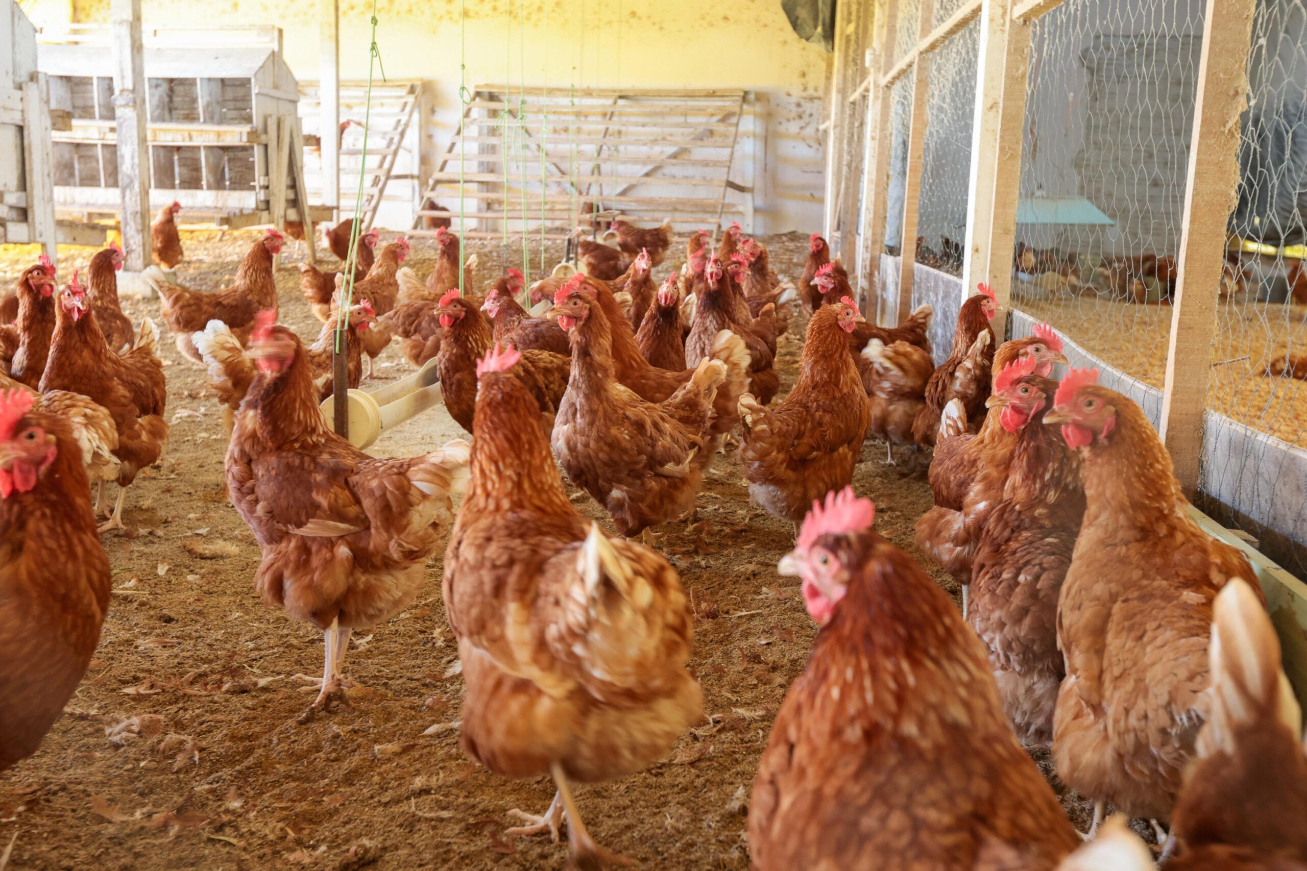 Cooperativa-escola: novo modelo de ensino agrícola transforma educação do Paraná