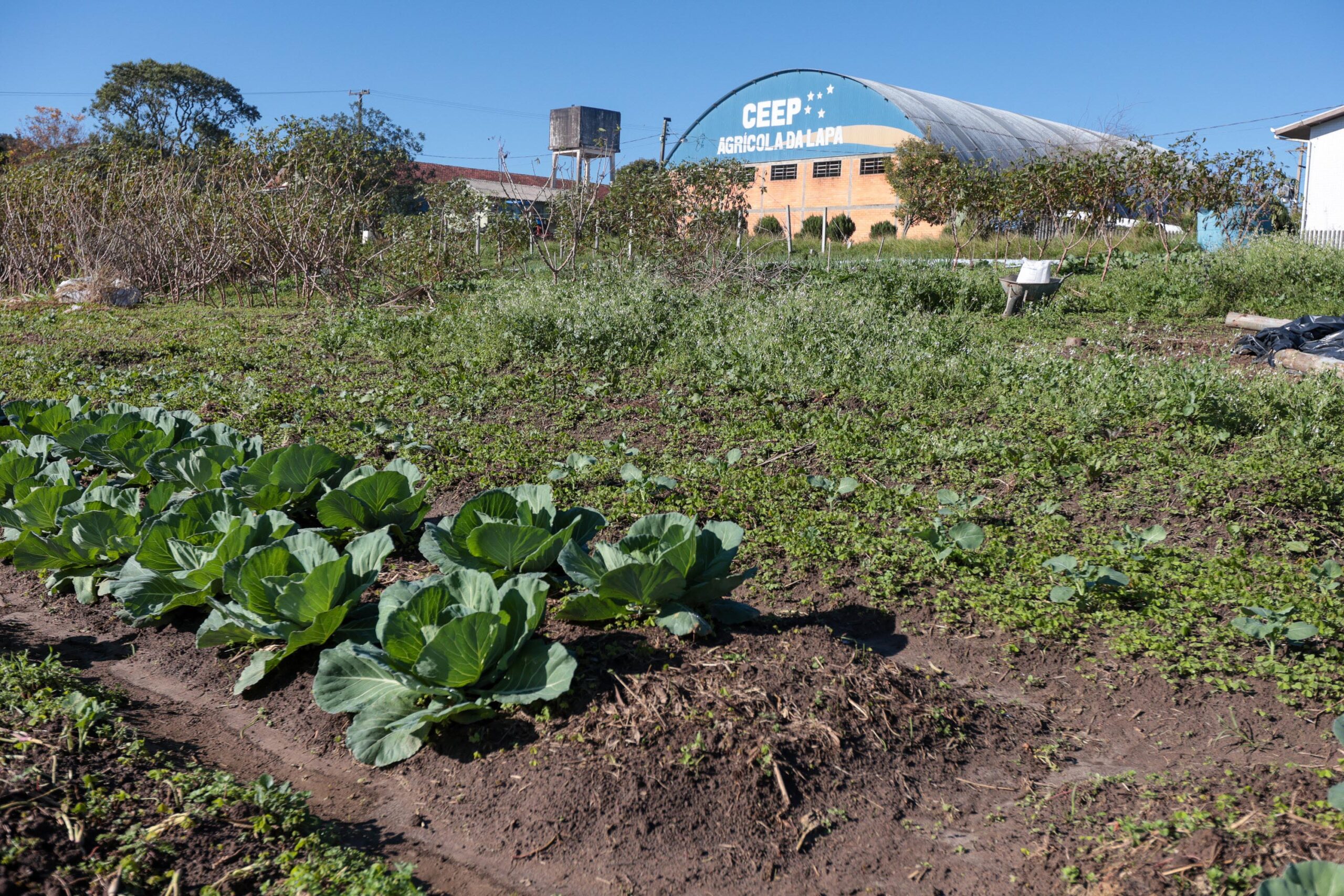 Cooperativa-escola: novo modelo de ensino agrícola transforma educação do Paraná