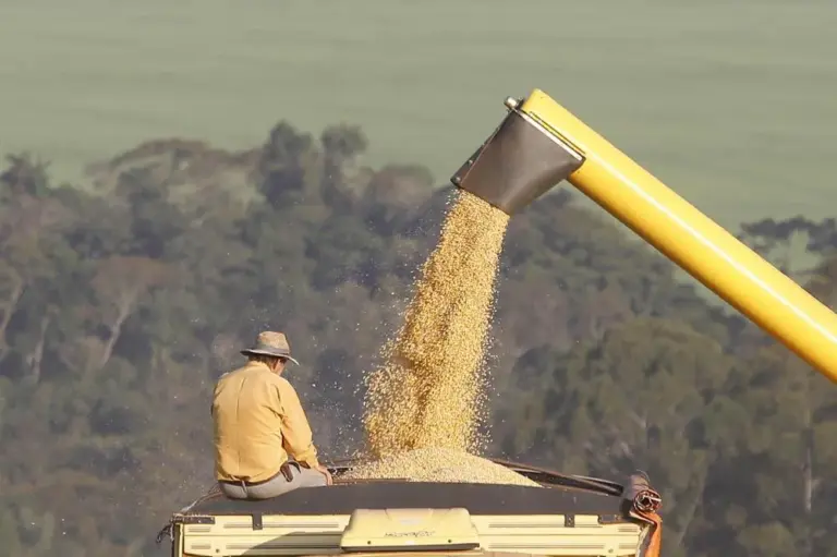 Na regional de Cascavel a previsão é de mais de 10% de aumento na produção