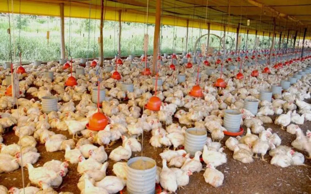 Caso foi confirmado nesta sexta-feira Foto:Ascom/ Seagro