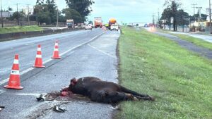 O cavalo morreu na hora