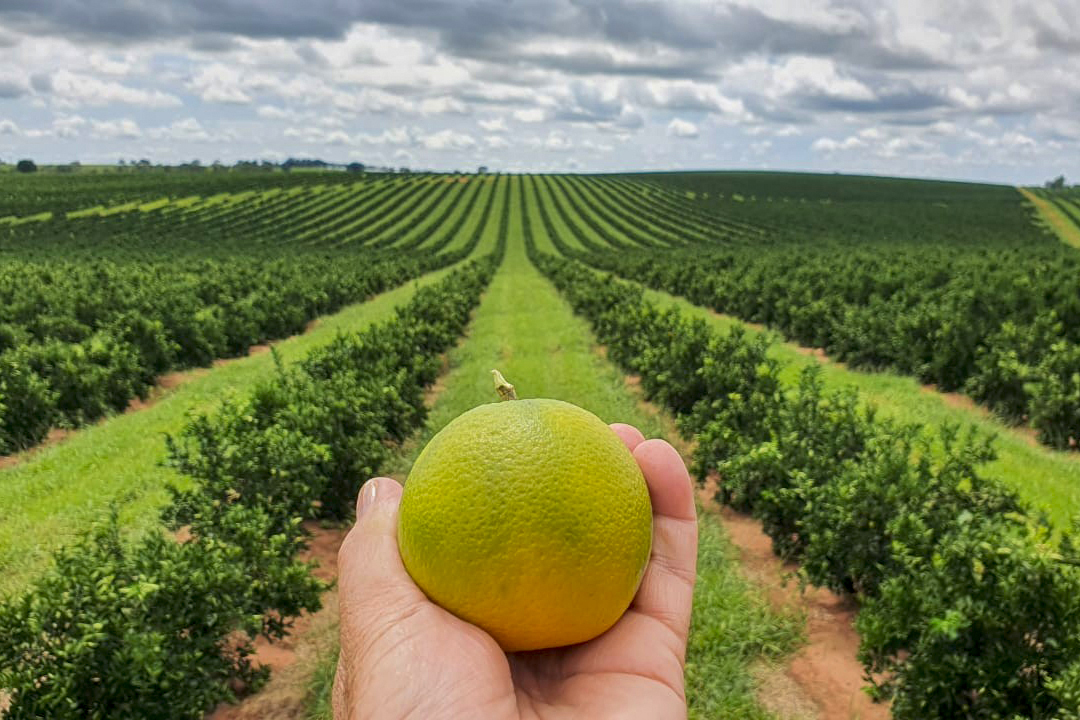 Estado prorroga por 180 dias emergência fitossanitária contra o greening