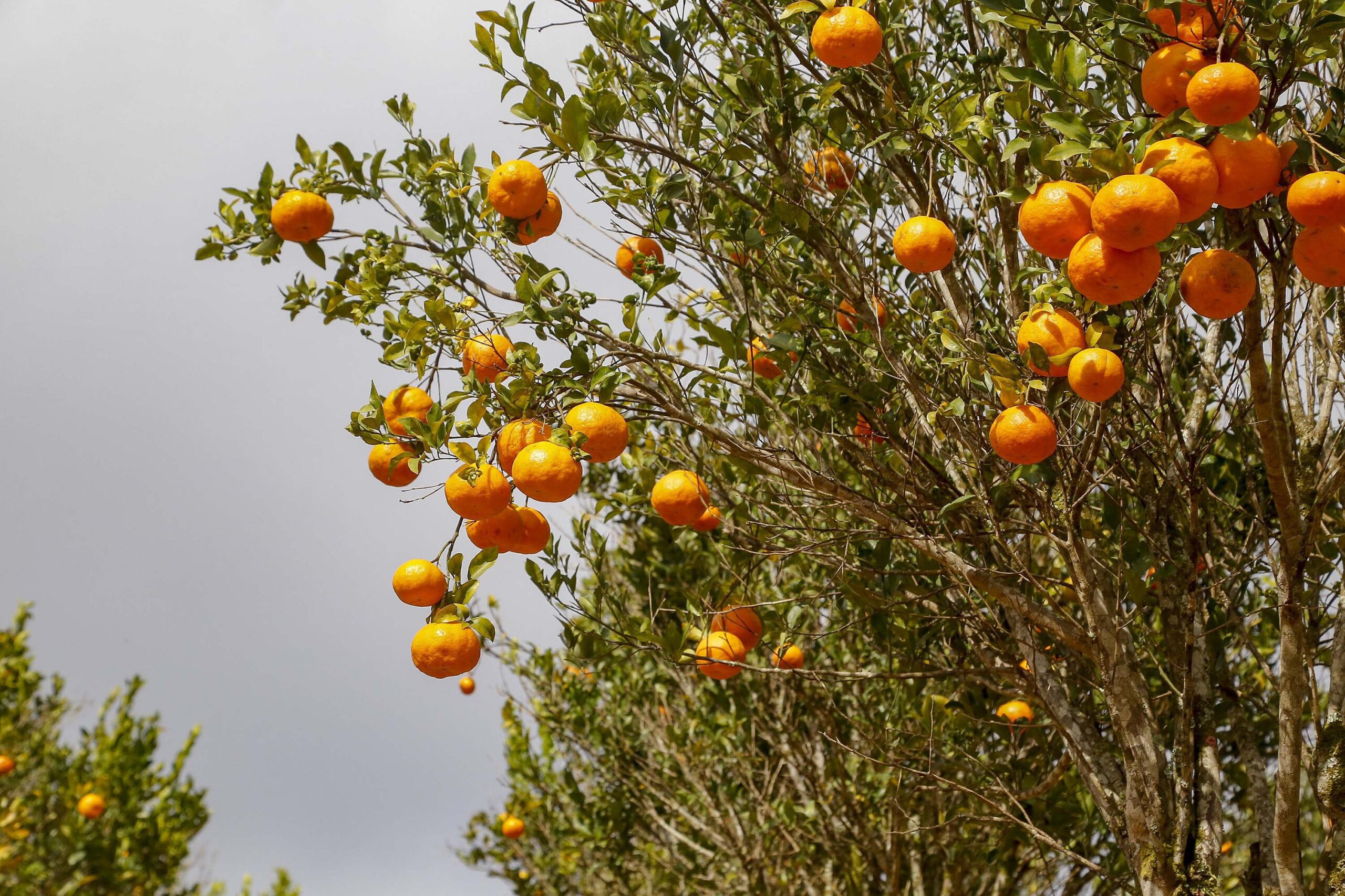Estado prorroga por 180 dias emergência fitossanitária contra o greening
