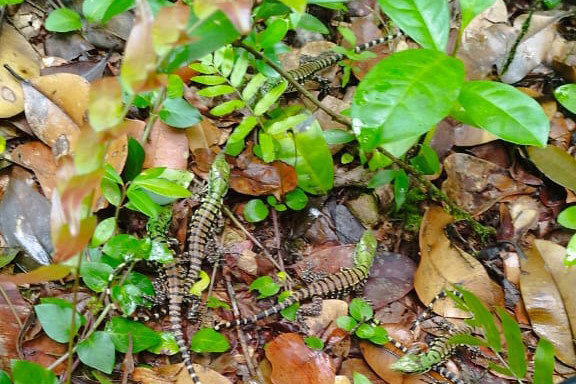 Se encontrar, não acorde: lagartos teiú entram em período de sono profundo no inverno
