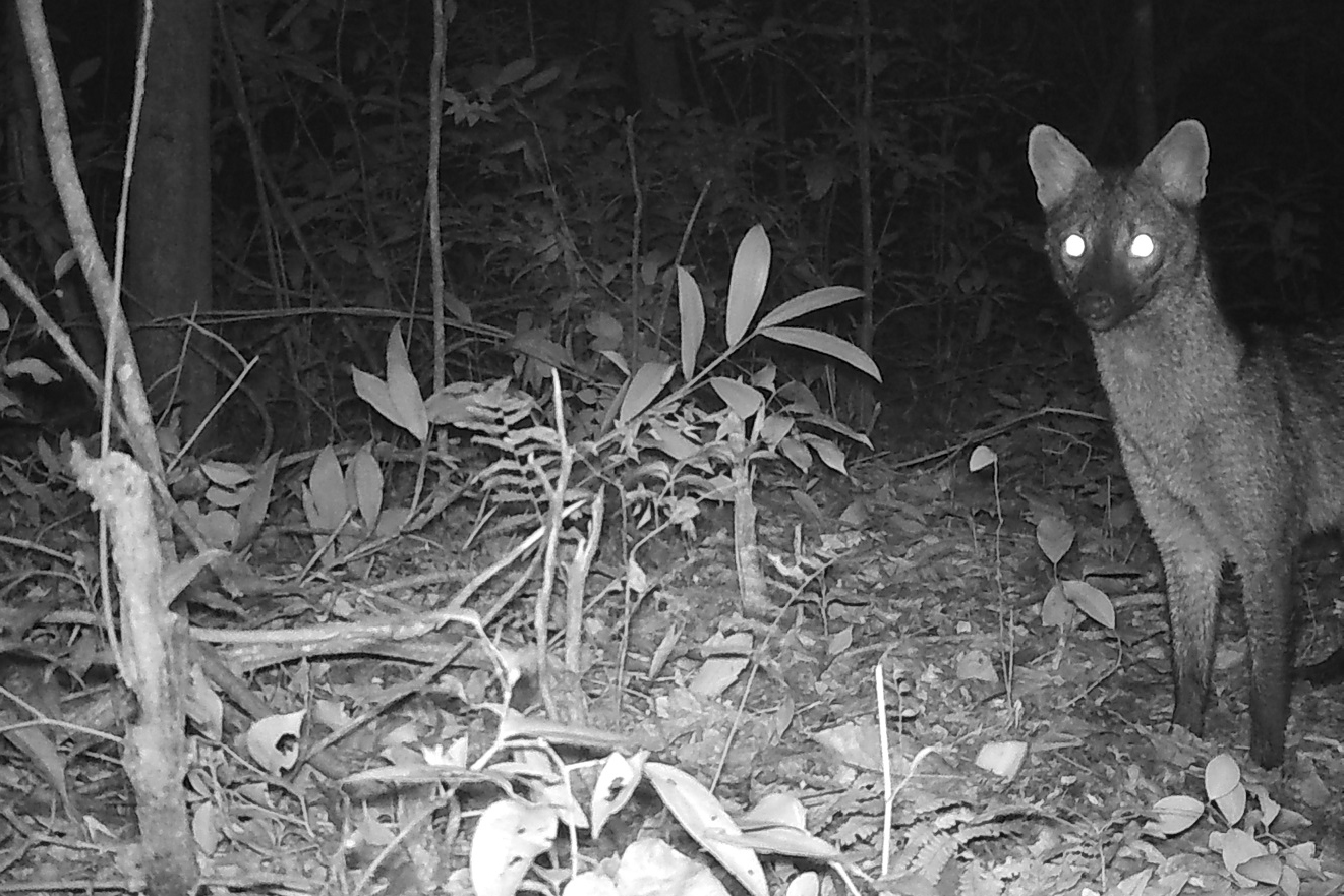 Com estudos e resgates de fauna e flora, Sanepar implanta saneamento e preserva espécies