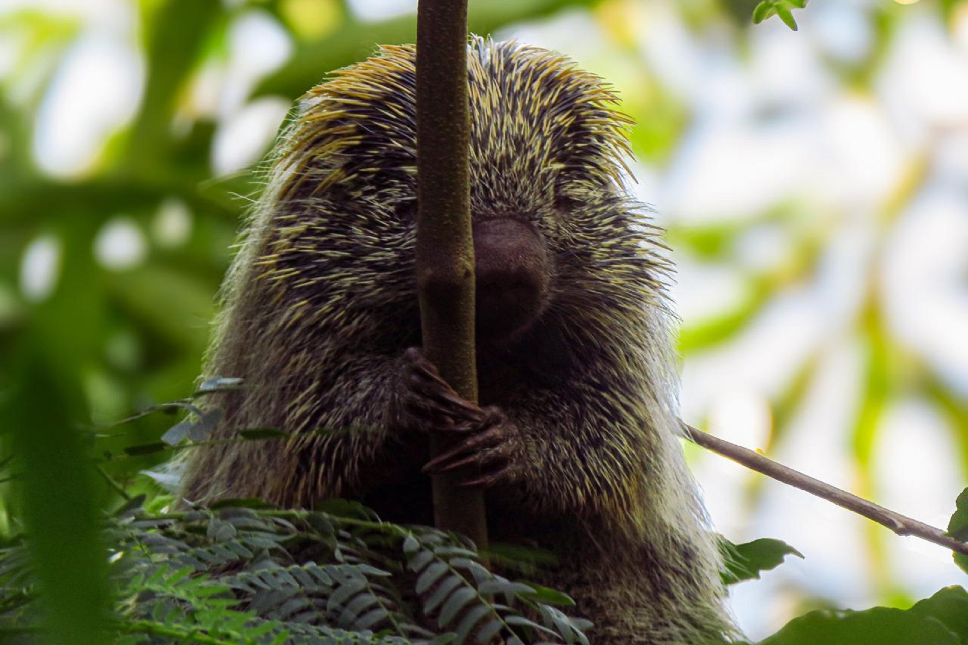 Com estudos e resgates de fauna e flora, Sanepar implanta saneamento e preserva espécies