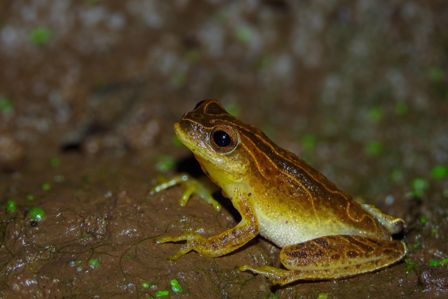Com estudos e resgates de fauna e flora, Sanepar implanta saneamento e preserva espécies