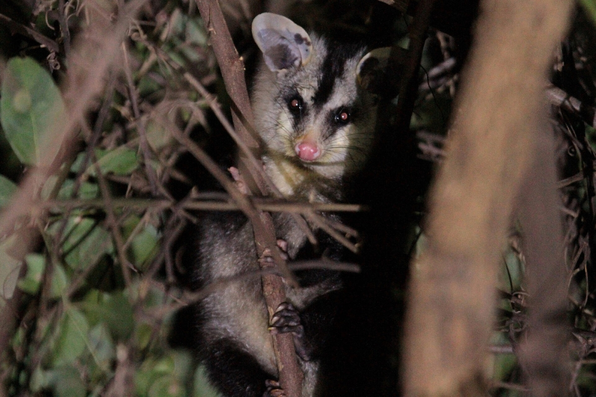 Com estudos e resgates de fauna e flora, Sanepar implanta saneamento e preserva espécies