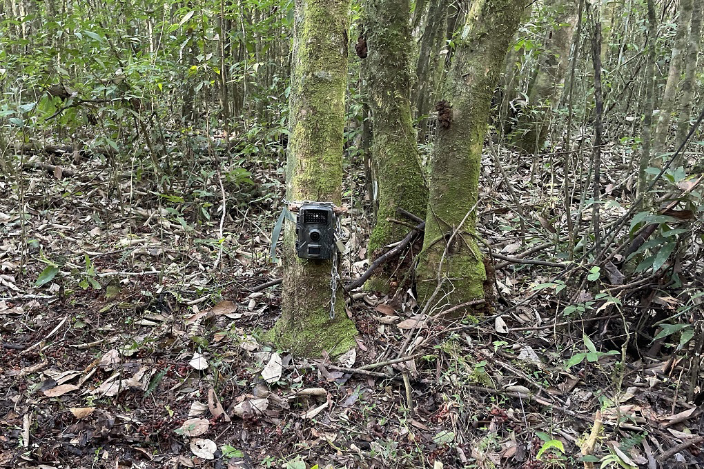 Com estudos e resgates de fauna e flora, Sanepar implanta saneamento e preserva espécies