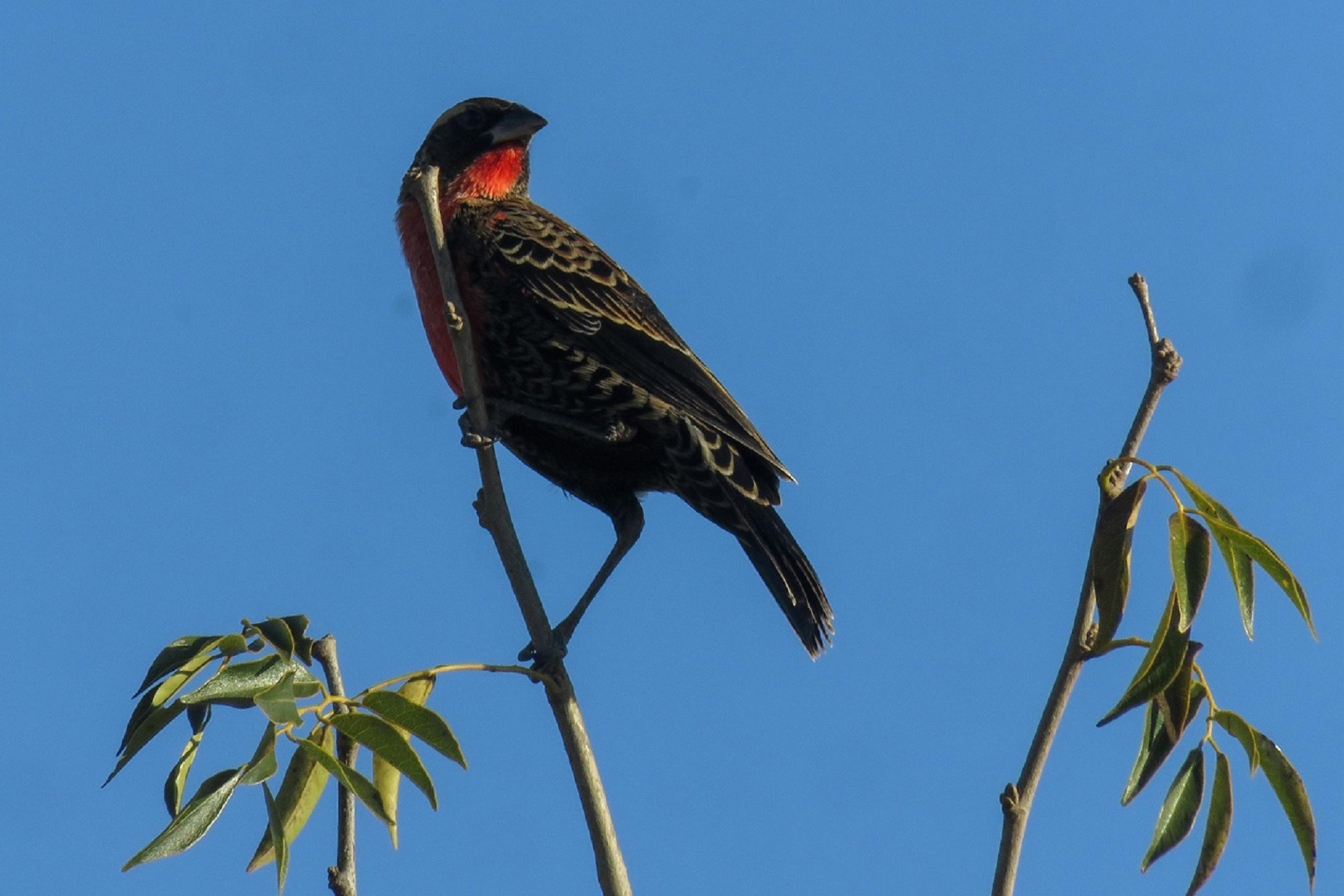 Com estudos e resgates de fauna e flora, Sanepar implanta saneamento e preserva espécies