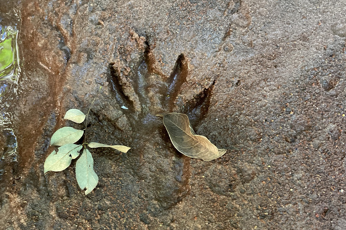 Com estudos e resgates de fauna e flora, Sanepar implanta saneamento e preserva espécies