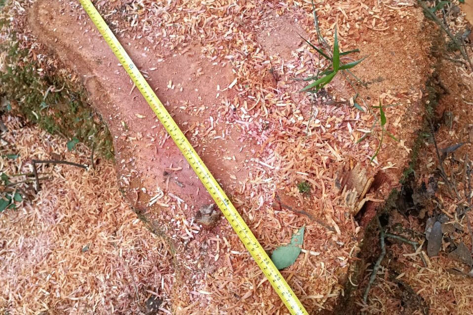 Paraná registra queda de 35,6% nos crimes ambientais contra a flora no 1º semestre