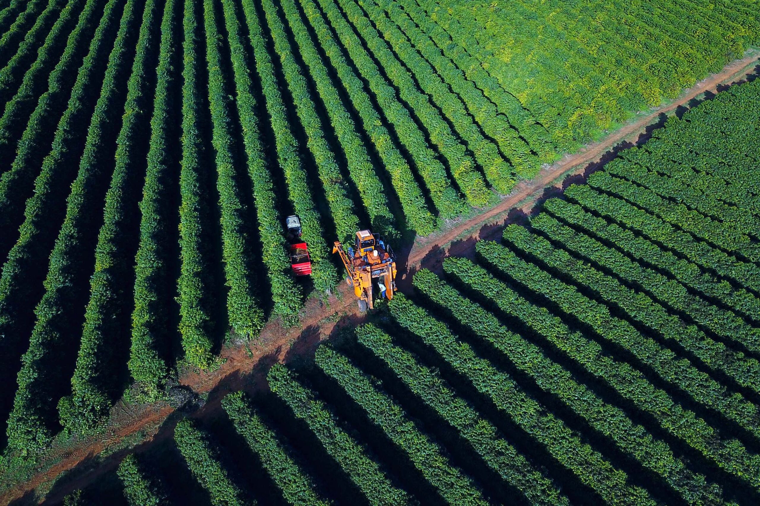 Boletim Agropecuário analisa estágio da safra do café e variação dos preços