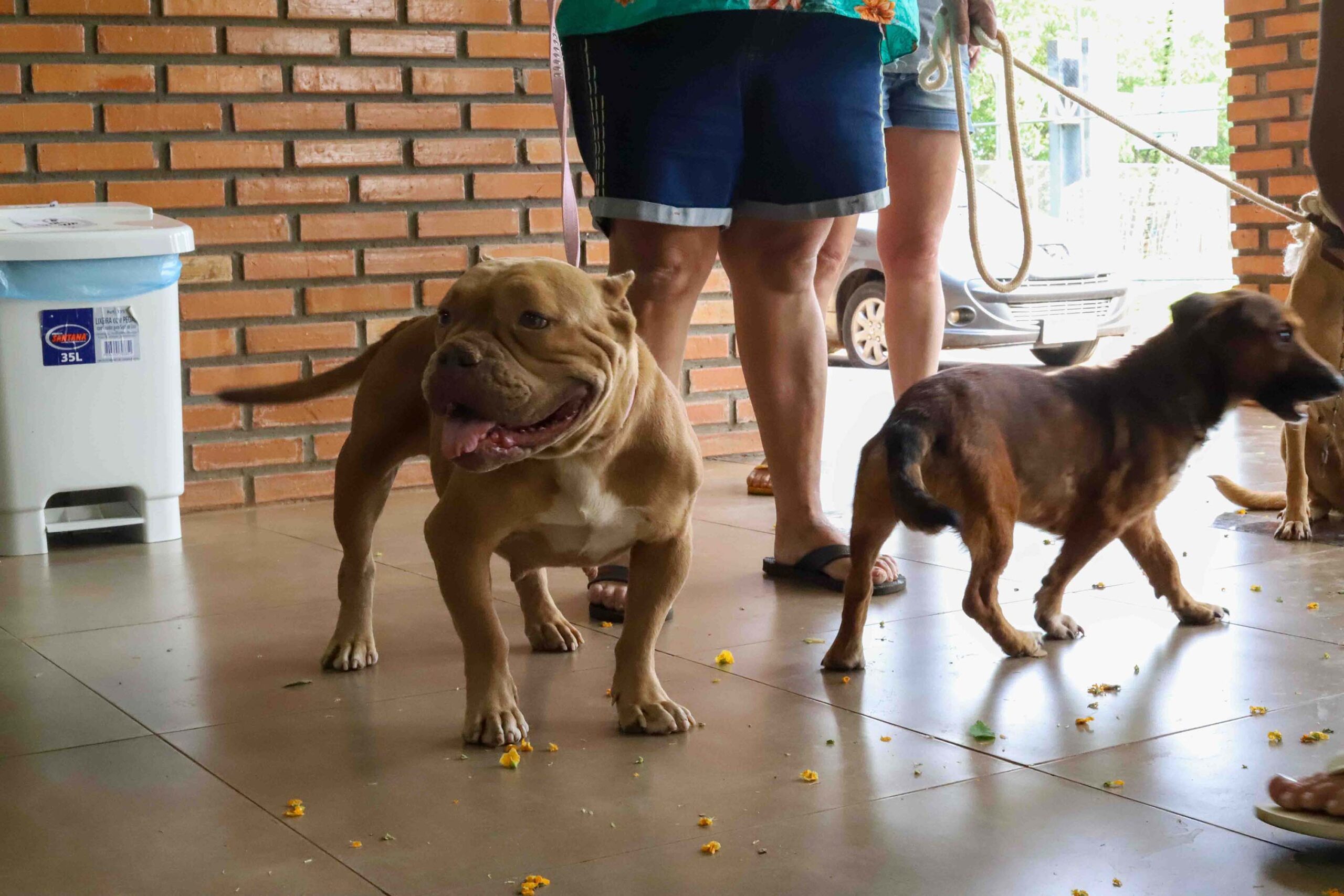 CastraPet vai estrear em 84 municípios do Paraná durante o 5º ciclo
