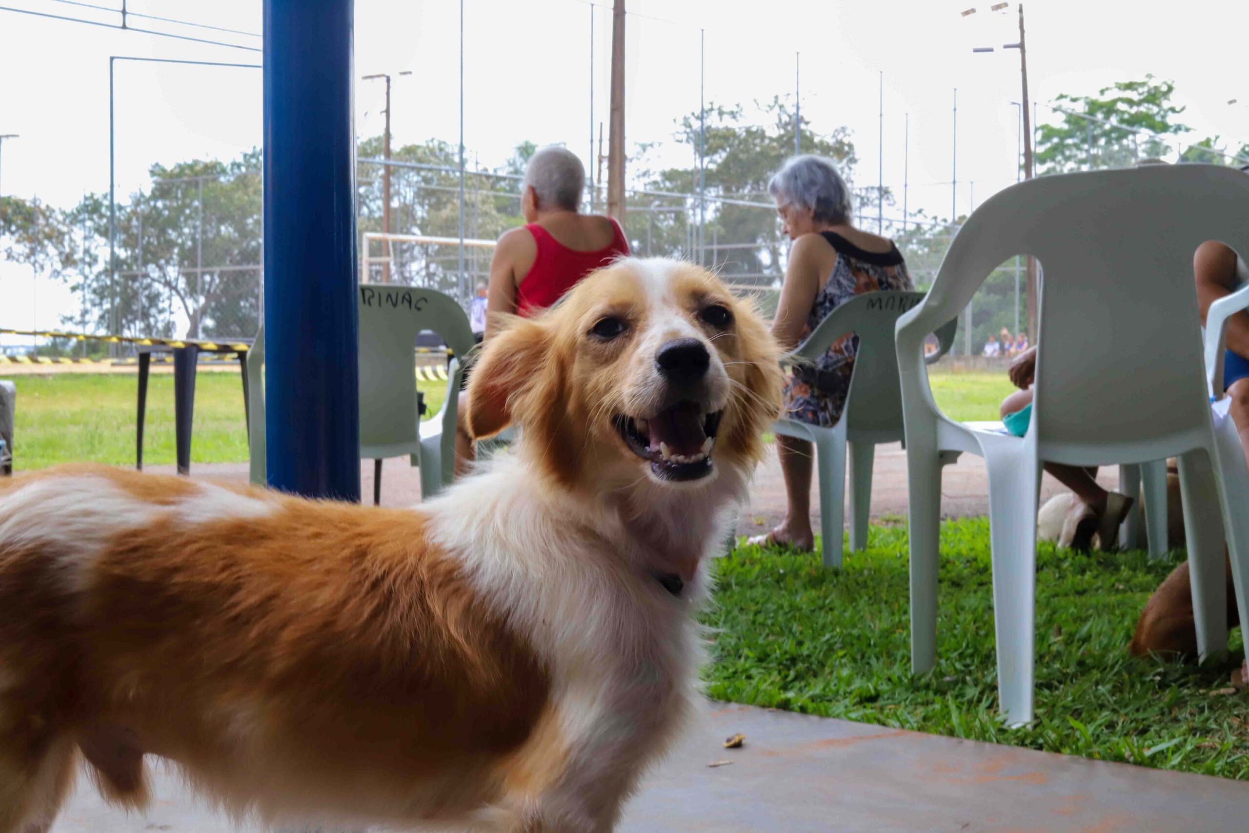 CastraPet vai estrear em 84 municípios do Paraná durante o 5º ciclo