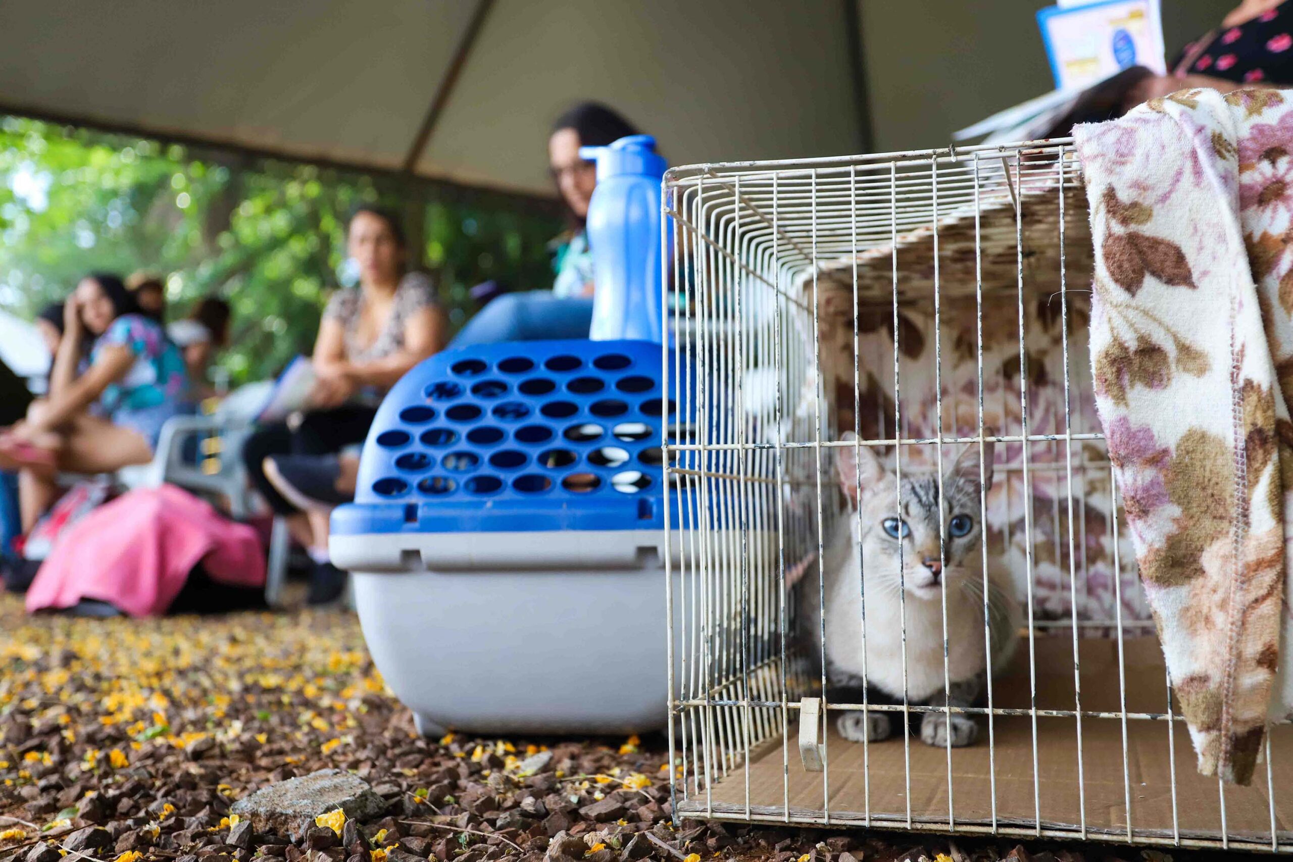 CastraPet vai estrear em 84 municípios do Paraná durante o 5º ciclo